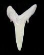 Carcharias (Extinct Sand Tiger) Shark Tooth - Eocene #3423-1